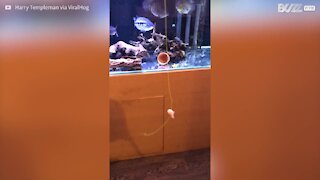 En quarantaine, il pêche dans son aquarium