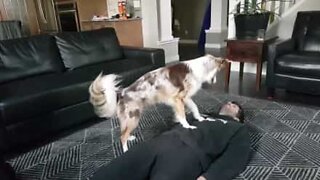 Dog learns how to perform CPR on humans