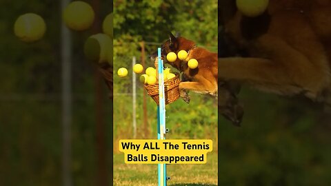 Watch What Happens When This Dog Steals Tennis Balls - You Won't Believe It! #shorts #funny