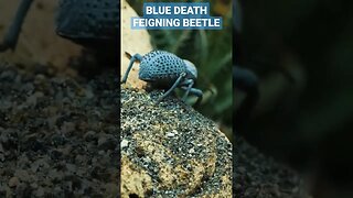 Blue Death Feigning Beetles 🪲 💙 #bdfb #tarantulacollective #beetle
