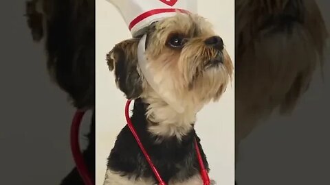 Cute Doggie Nurse 😍 🥰 😘 #dogs #dogspuppy #doglover #petvideos