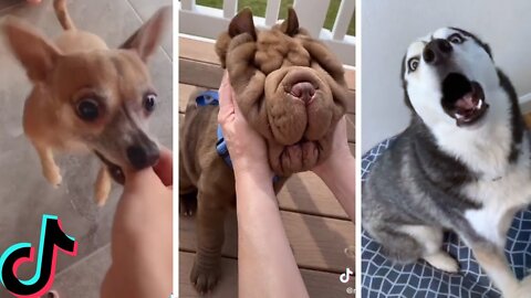 Watch these cute and funny videos of dogs and puppies on Tiktok