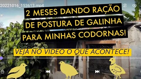 PODE DÁ RAÇÃO DE GALINHA PARA AS CODORNAS? @Viver de codorna