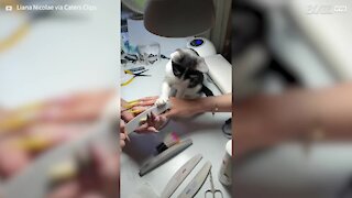 Cat helps giving a manicure