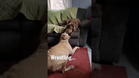 We luvs wrestling! #doggyzworld #dogsplaying #lifewithdogs