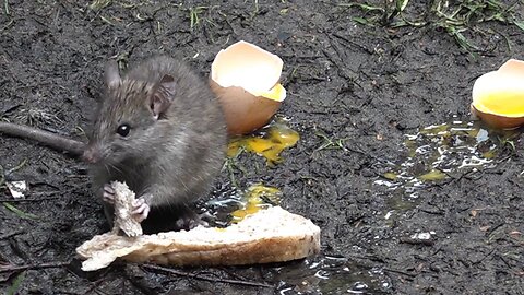 Stewart Island - antics around the hut