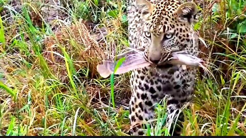 The potential of leopards in hunting prey