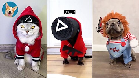 Squid Game Cats and Dogs (TikTok Trends compilation)