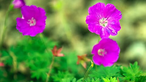 Beautiful Garden Flowers in the Spring