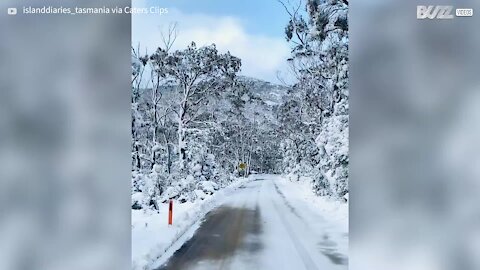 Impressionante: floresta coberta de neve na Tasmânia