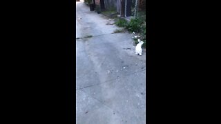 Rabbit stops and go while walking 😱