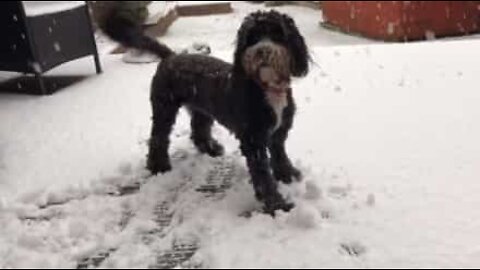 Tilluy-koira rakastaa leikkiä lumessa