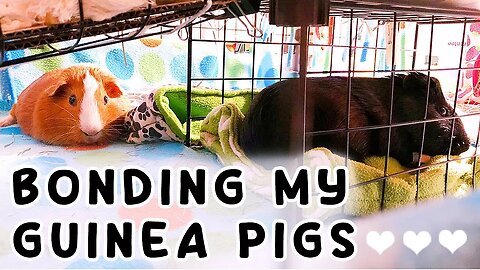 Bonding My Guinea Pigs | *Stressful!* | +Cage Upgrade!!