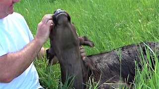 Newborn calf thoroughly enjoys being petted in the sunshine
