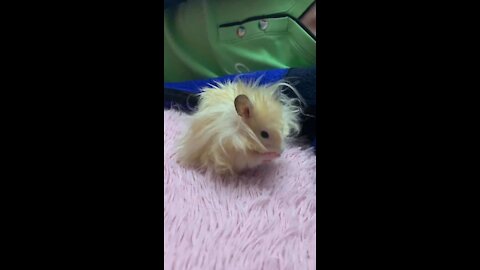 Super Long Hair Hamster is Grooming Itself