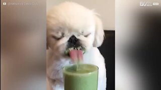 Ce chien adore les smoothies