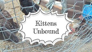 Kittens Unbound