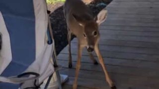 Un cerf fait connaissance avec un chien