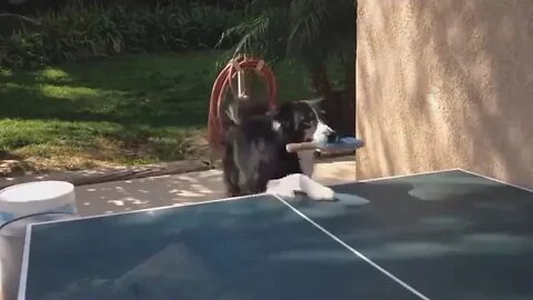 Impressive - the king of table tennis is this dog | 乒乓球之王冠军是这只狗 | Ce chien est un king au pingpong
