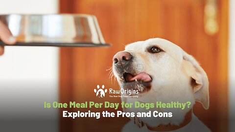 Is One Meal Per Day for Dogs Healthy? Exploring the Pros and Cons