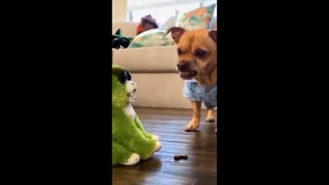 Adorable dog video. Dog afraid to toy dog.