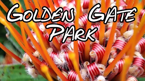 Golden Gate Park - Japanese Tea Garden and San Francisco Botanical Gardens