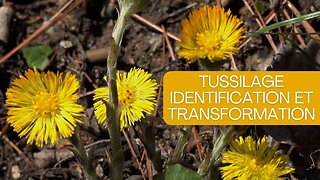Tussilage son identification et sa transformation 🌼😊: #herboristerie , #jardinage , #tussilage