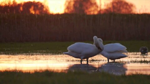 Swans Romantically Entangled