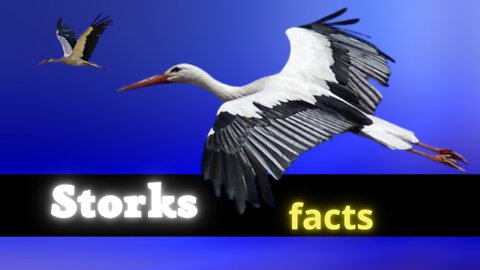 15 interesting facts about STORK