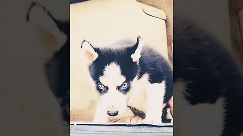 Breath Taking Blue Eye Husky Puppy #shorts #doglover