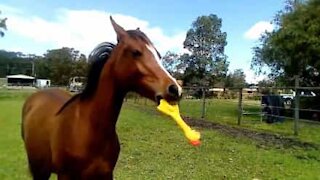 Cavalo se diverte com galinha de borracha