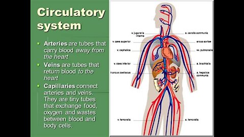 Amazing Cardiovascular System Class