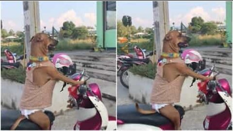 Il cane motociclista in Tailandia