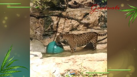 Jaguar Frida loves to kick off her day with some pool playtime! 🐆🐆🐆