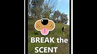 Dogs Going CRAZY on Lynx? BREAK the Scent TREKKING| K9 D.I.Y in 4D