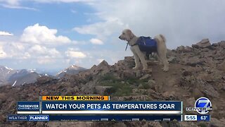 Watch your pets as temperatures soar