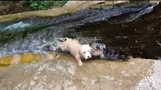 Ces adorables chiens finissent à l'eau après une belle glissade