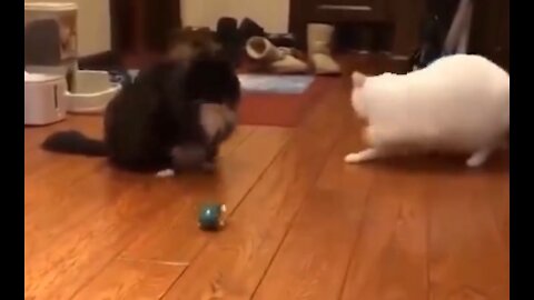 ### A Very Small Toy Can TERRIFY Two CATs.. ###WOW