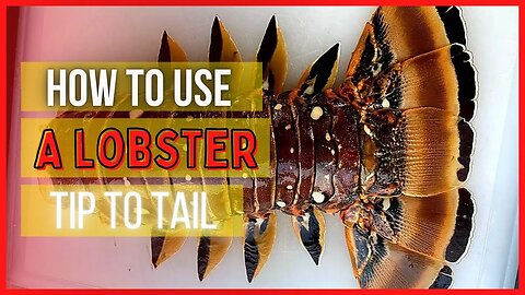 How To Use A LOBSTER, Tip to Tail