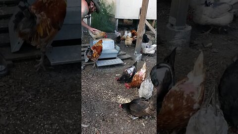 Feeding Frenzy #chickens #chickenshorts