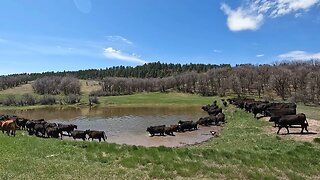 Heifers are Headed for Wyoming