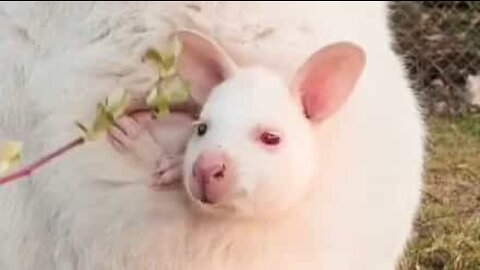 Alt for nuttet: En albino wallaby-familie