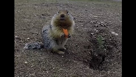 Adorable Snack Sharing Squirrels will Melt your Heart