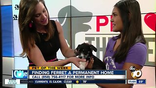 Pet of the Week: Ferret