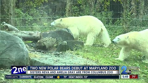 Two new polar bears debut at Maryland Zoo