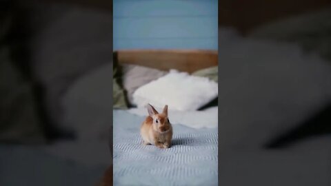 soo cute animal baby Rabbet 🐇🐰||#shorts #cuteanimal # youtubefeed