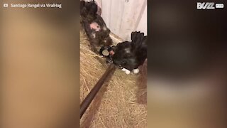 Ces poules attaquent un serpent pour protéger leurs œufs