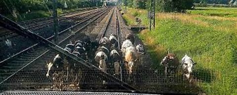 Animals Accident by Train\ Live Run Over Speedy Train Accident Animals in Forest\ Train VS Animals