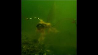 Spadefish in deep murky water