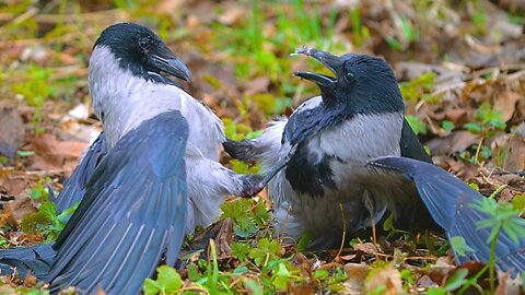 Fight to the Death? Hooded Crows Tied Together in Mortal Kombat ...Happy Ending Read